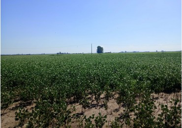 CAMPO EN SOLDINI